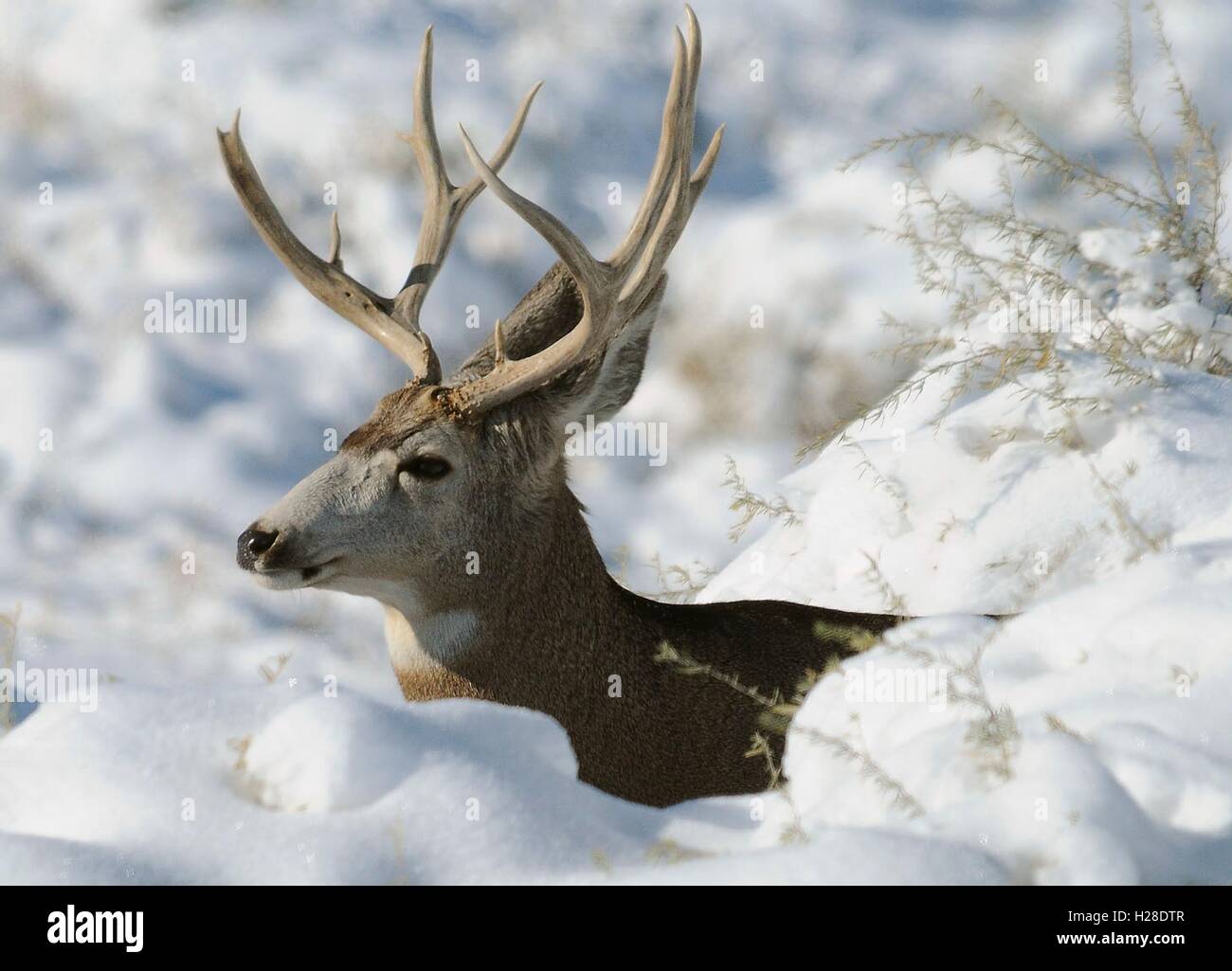 Un mulo cervo buck si erge tra la neve si sposta al Rocky Mountain Arsenal National Wildlife Refuge Novembre 16, 2009 vicino a Commerce City, Colorado. Foto Stock