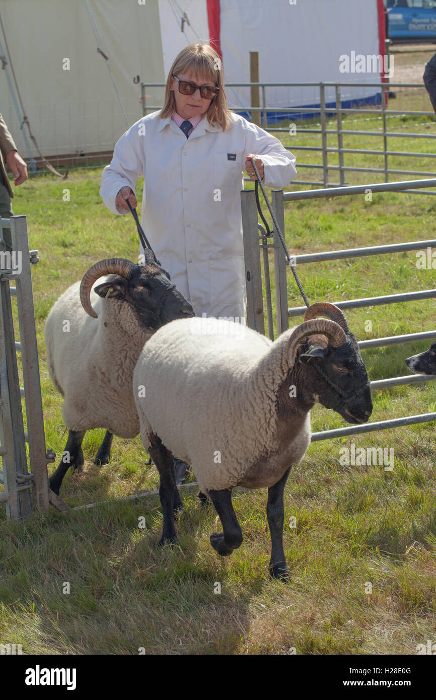 Norfolk Horn Sheep. In arrivo per mostrare l'anello. Aylsham spettacolo agricolo. Norfolk. East Anglia. Foto Stock