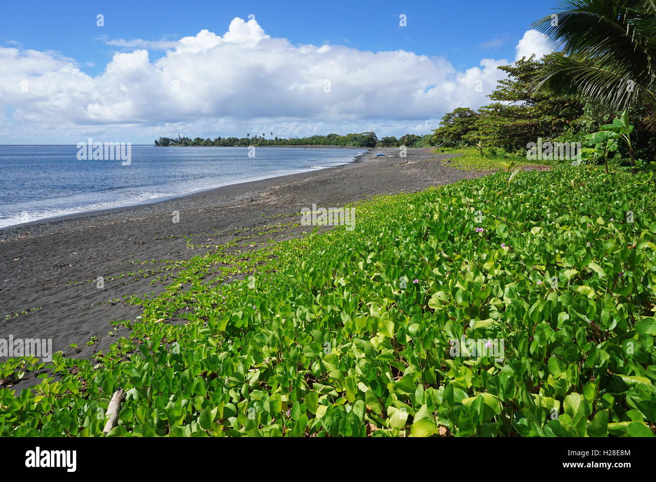 Vegetazione (Ipomoea pes-caprae) su una spiaggia di sabbia nera di Tahiti isola vicino a villaggio Tautira, Polinesia francese, oceano pacifico Foto Stock