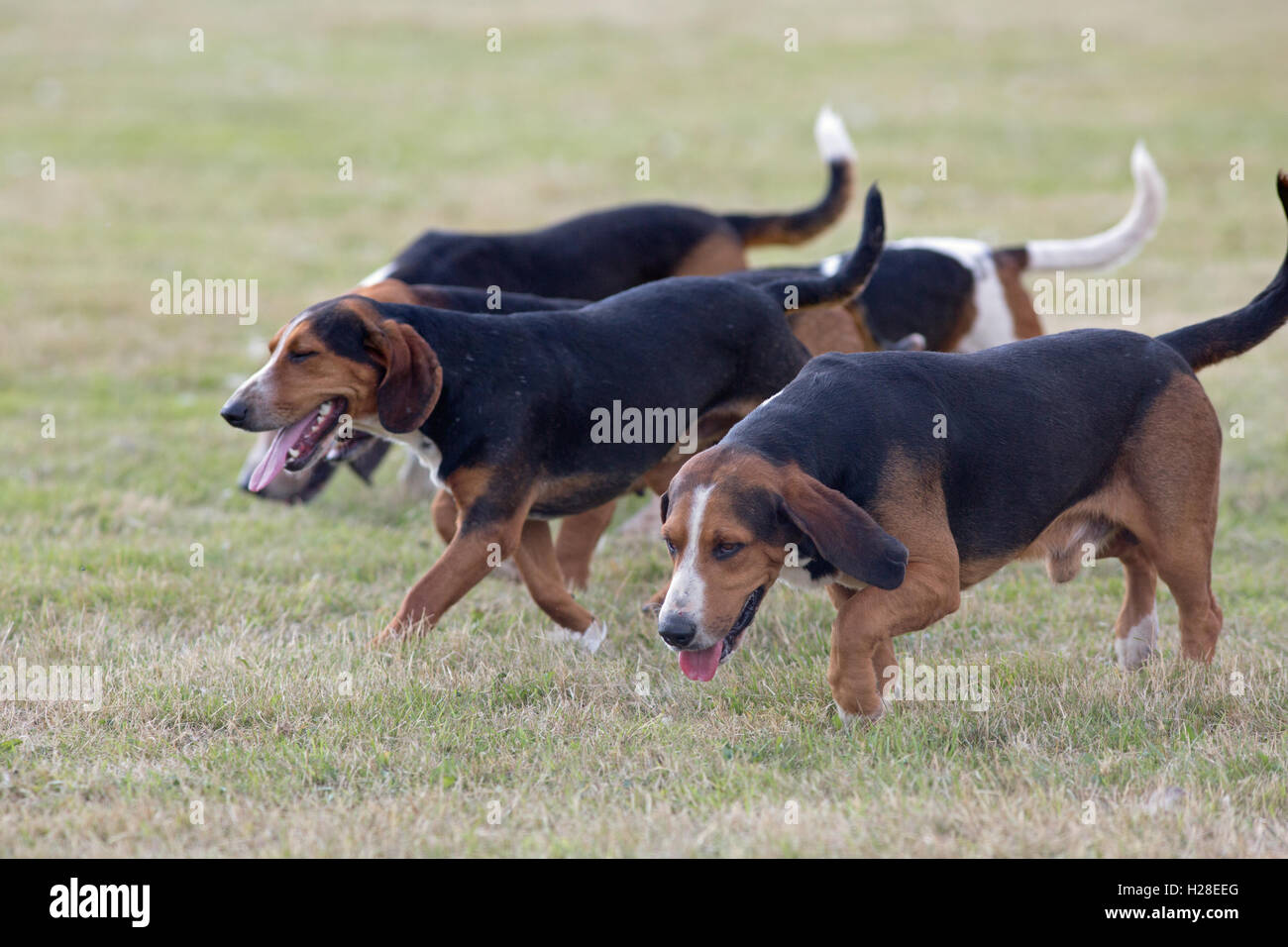 Basset Hounds (Canis lupus familiaris). Pack animali allevati per cacciare lepri marrone (Lepus europaeus) nel campo. Foto Stock