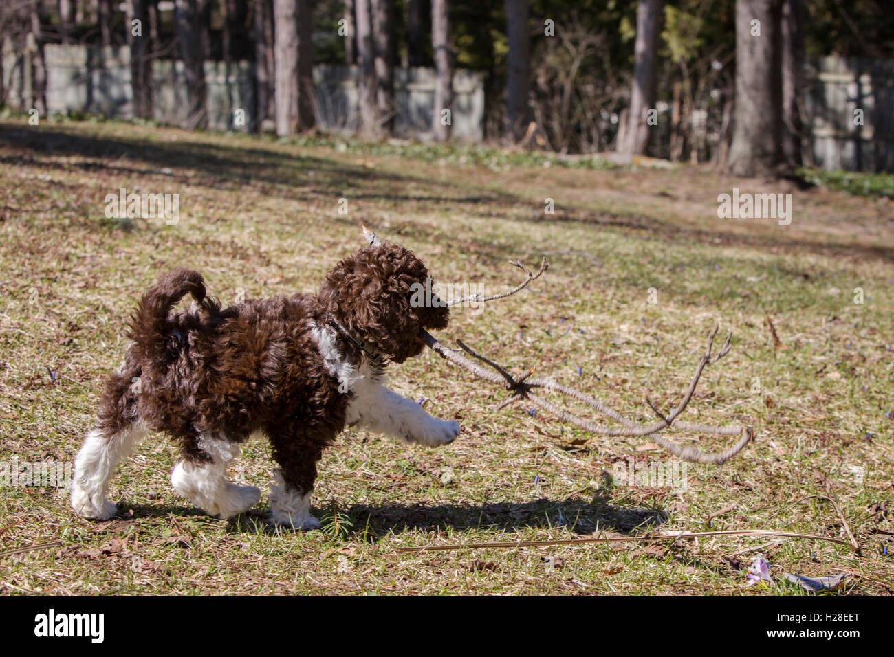 Un simpatico curly marrone e bianco cockapoo cucciolo Foto Stock