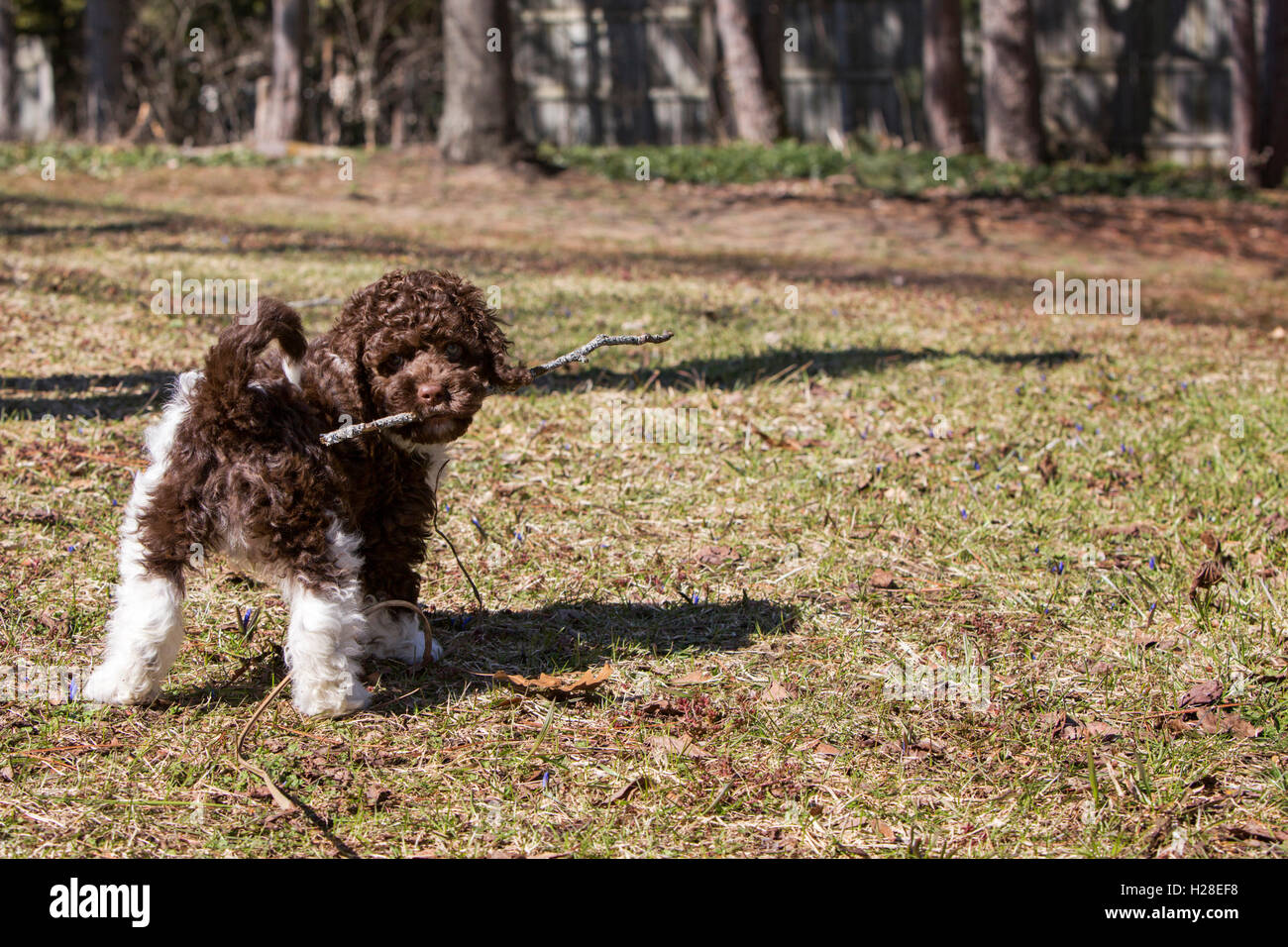 Un simpatico curly marrone e bianco cockapoo cucciolo Foto Stock