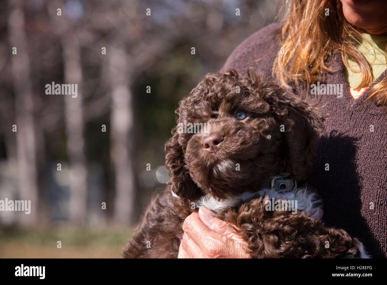 Un simpatico curly marrone e bianco cockapoo cucciolo Foto Stock
