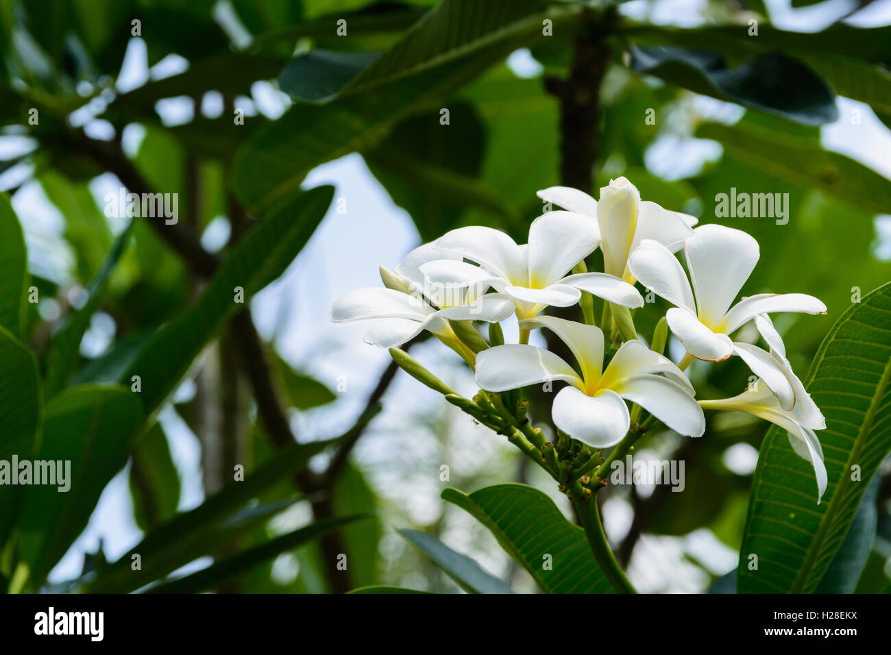 Il Frangipani fiori tropicali da albero a foglie decidue, plumeria Foto Stock