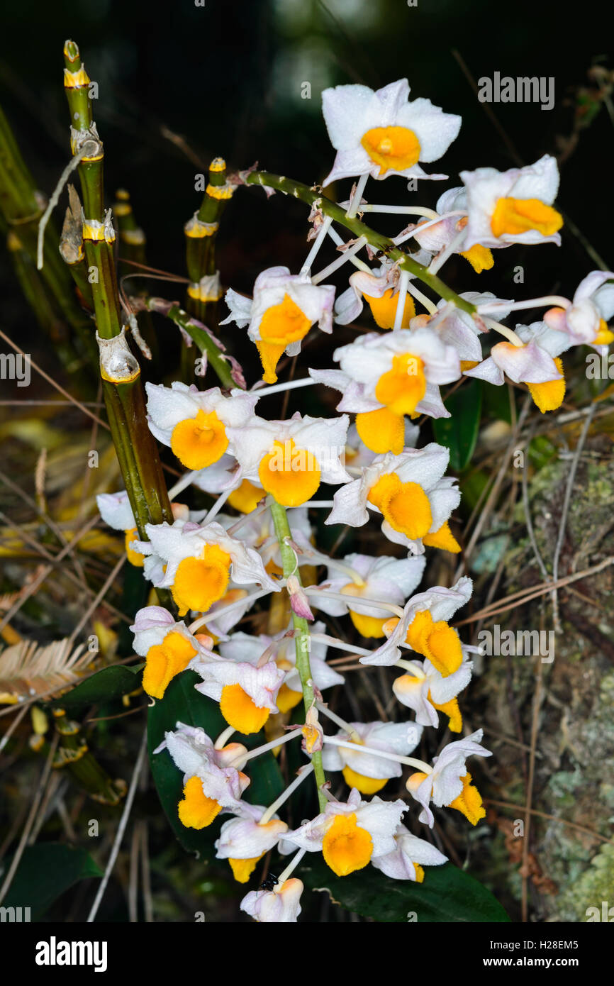 Dendrobium thyrsiflorum orchidee fiorisce in estate nei boschi. Foto Stock
