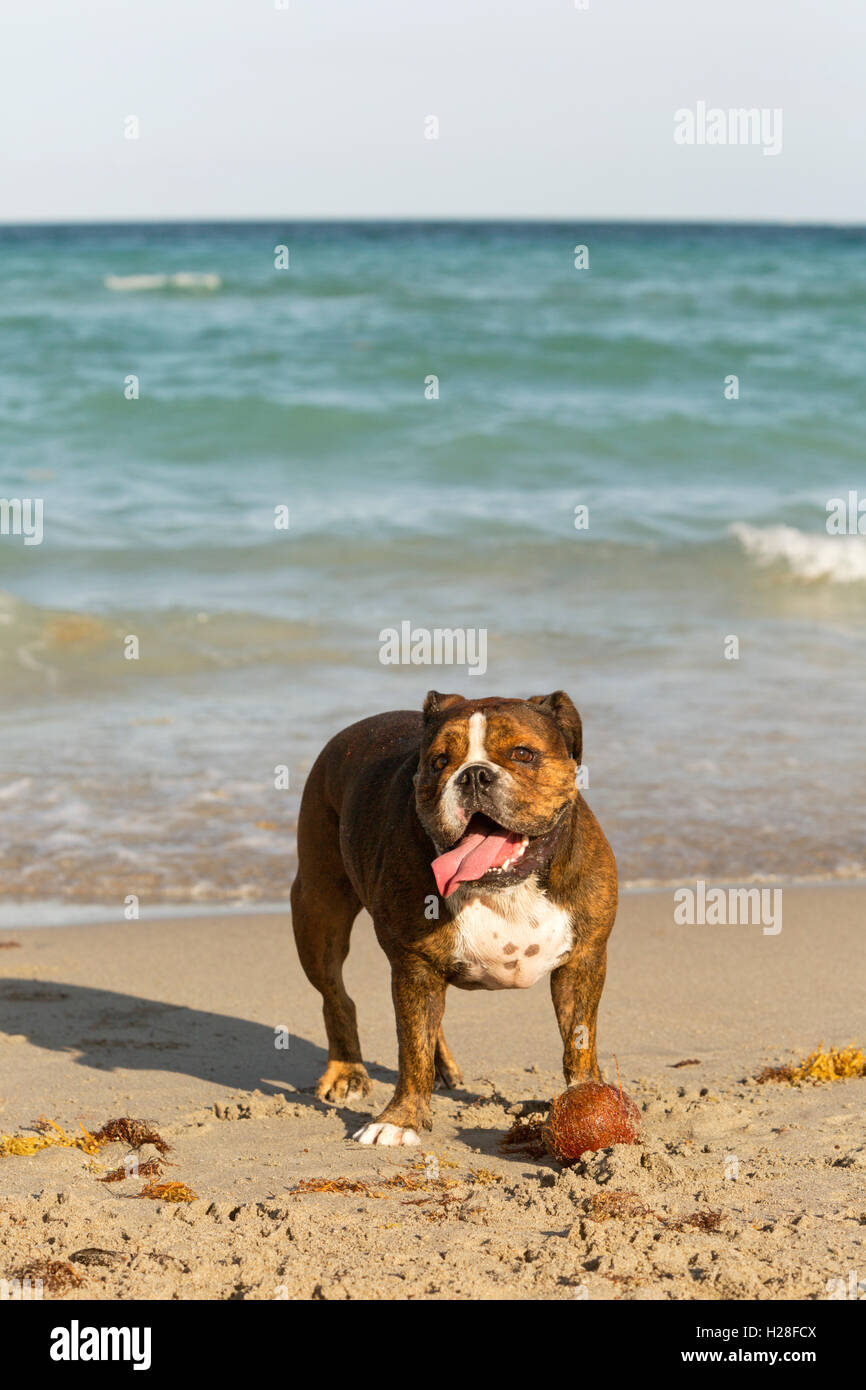 Un marrone e bianco bulldog con una sfera marrone in piedi sulla spiaggia guardando la telecamera Foto Stock