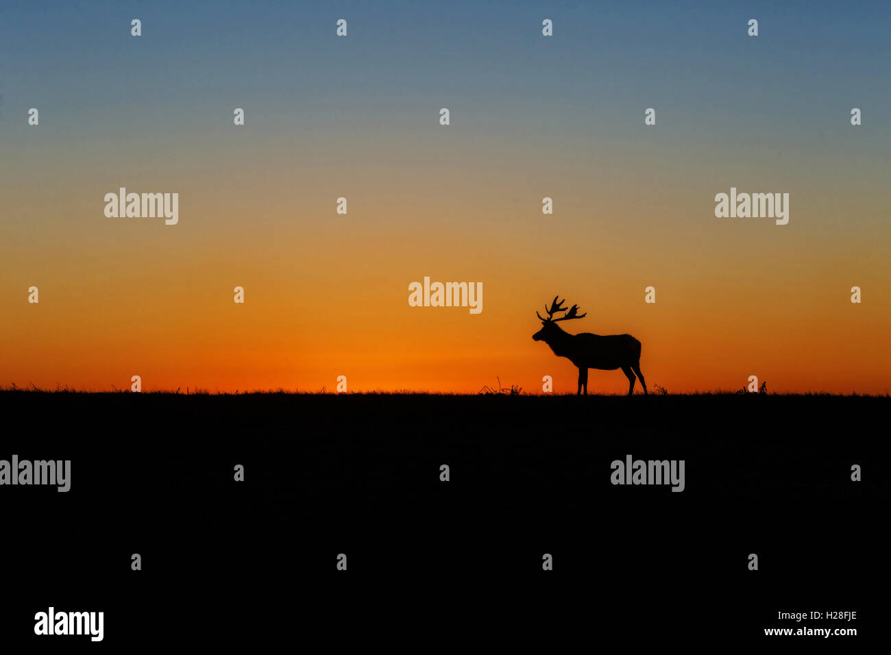 Elk al tramonto nel punto Reyes, California Foto Stock