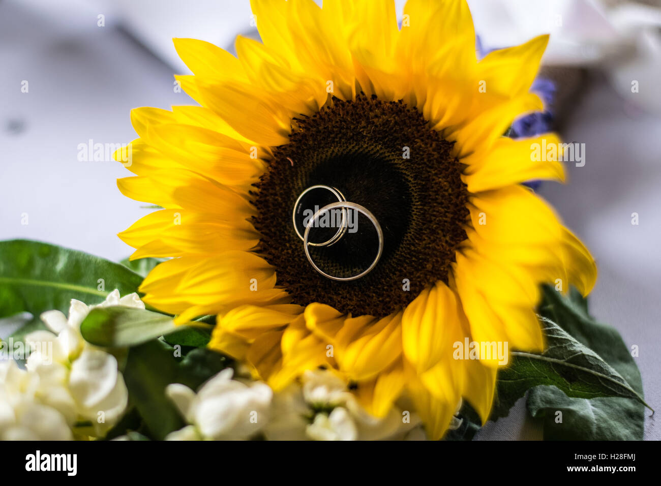 Gli anelli di nozze nel girasole Foto Stock