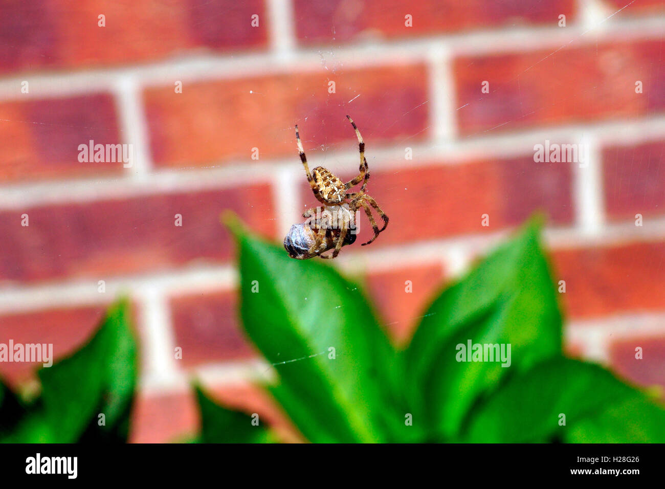 ORB SPIDER INCARTO DI BEE Foto Stock