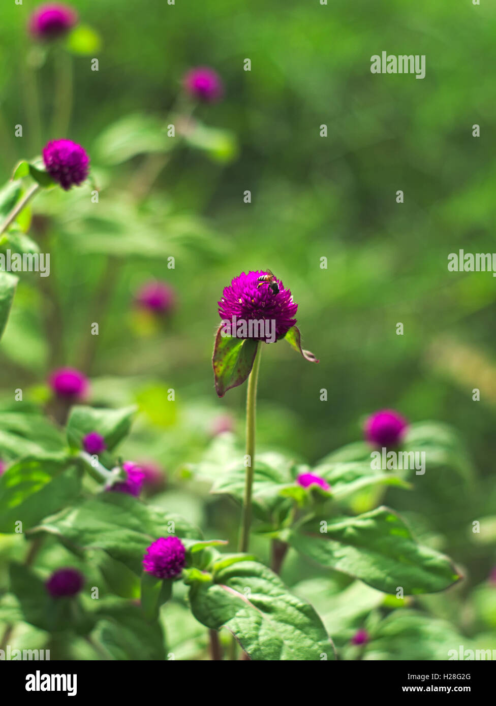 Una vola sul Corso di Laurea di tasto del pulsante, agaga, Eterno, Globe amaranto, perlacea eterna, o Gomphrena globosa Foto Stock