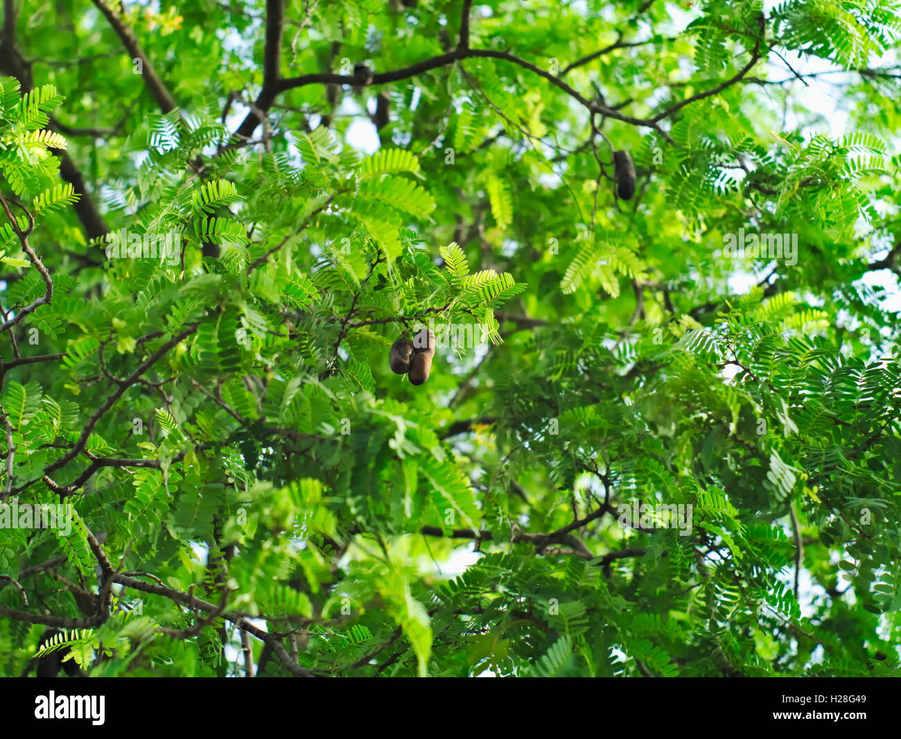 Albero di tamarindo o Tamarindus indica che mostra i suoi rami, foglie e frutti Foto Stock