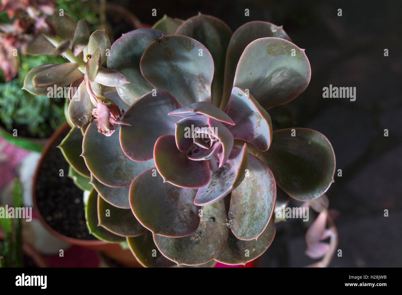 Tipo di Rosetta leafed cactus, 'Echeveria Perle von Nurnberg' cactus. Foto Stock