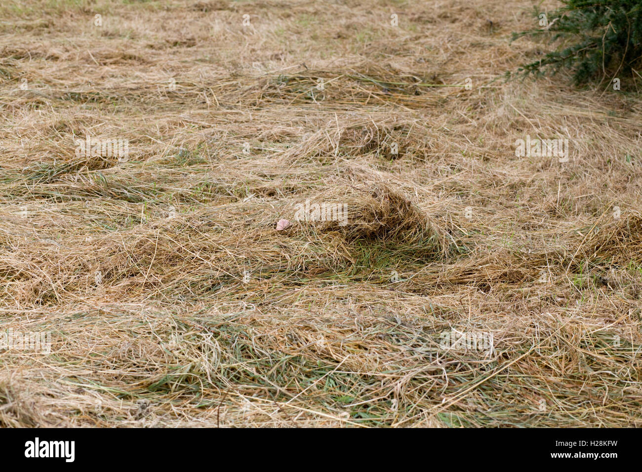 Il taglio di erba asciugando fuori da utilizzare come fieno Foto Stock