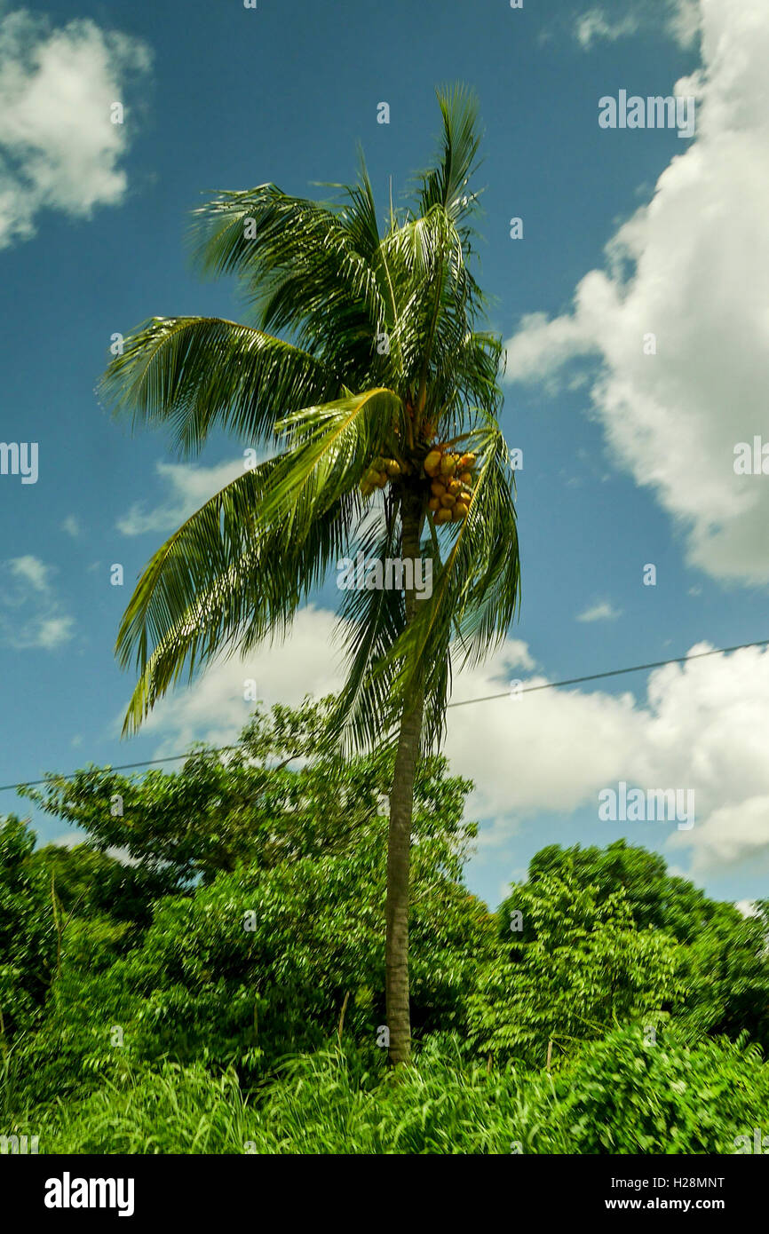 Un albero di palma nel vento Foto Stock