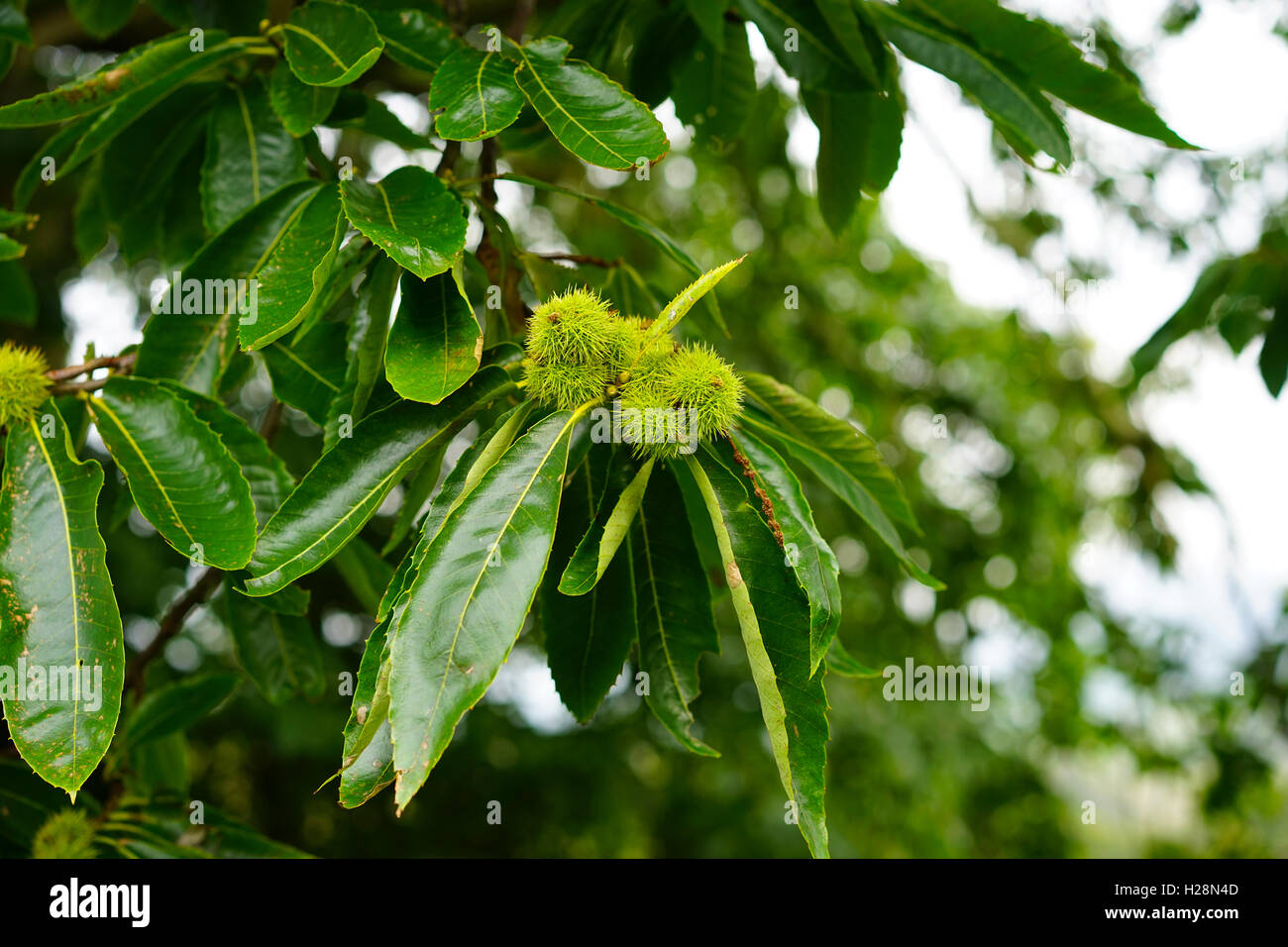 Lo spagnolo Castagno (Castanea satina) Foto Stock