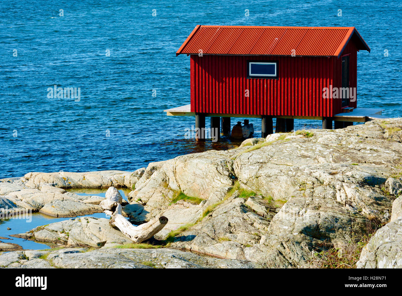 Mollosund, Svezia - 9 Settembre 2016: ambientale documentario di red boathouse su palafitte sulla spiaggia rocciosa. Albero secco tronco su cl Foto Stock