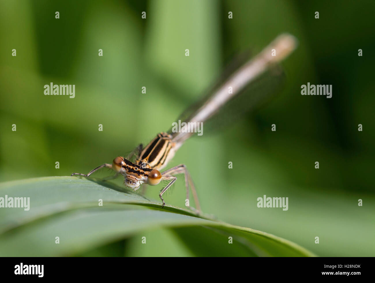 Macro immagine del volto di una fanciulla di volare con lo sguardo direttamente verso la telecamera con profondità di campo Foto Stock