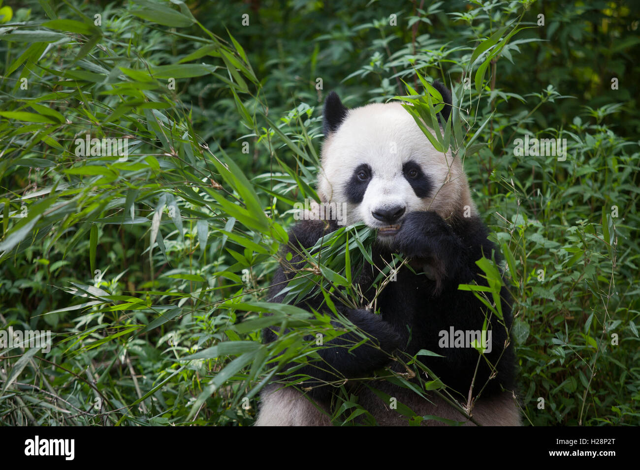 Orso Panda è mangiare le foglie di bambù a Bifengxia Panda nazionale di riserva nel Sichuan, Cina Foto Stock