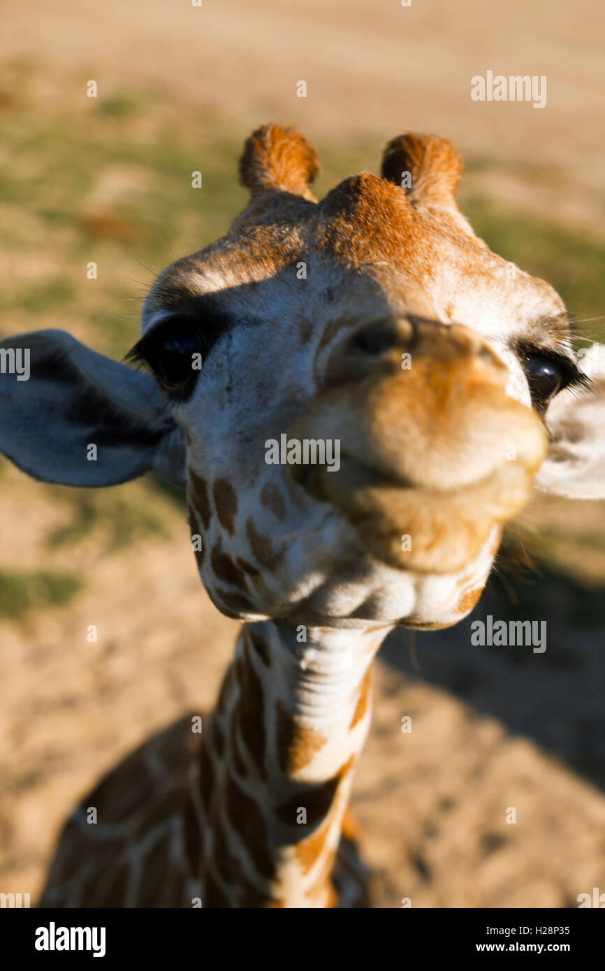 Carino giraffa faccia. Foto Stock