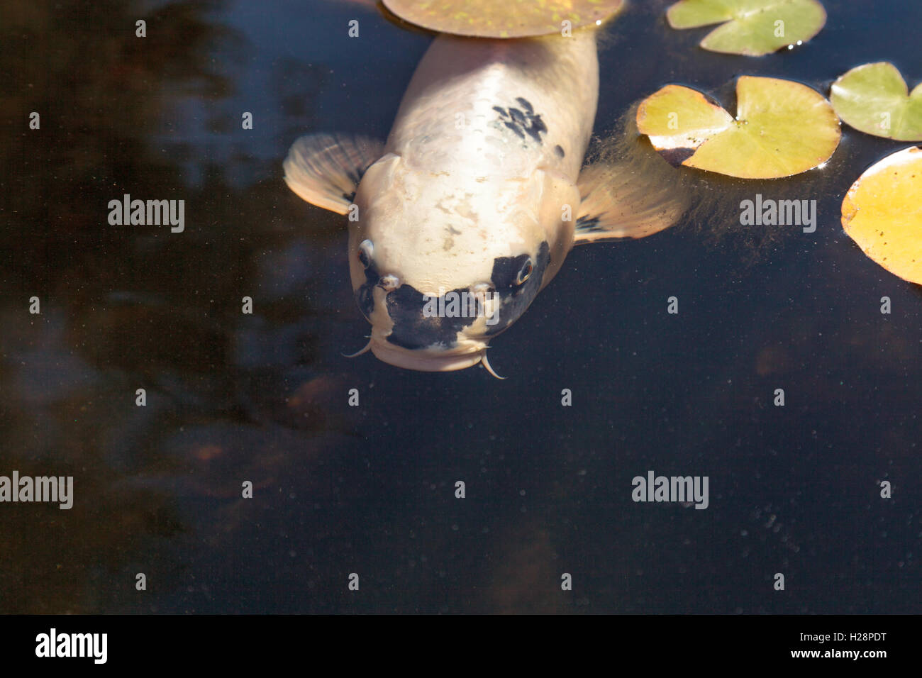 Uno spettacolare pesce Koi, Cyprinus carpio haematopterus, mangiare in un koi pond in Giappone Foto Stock