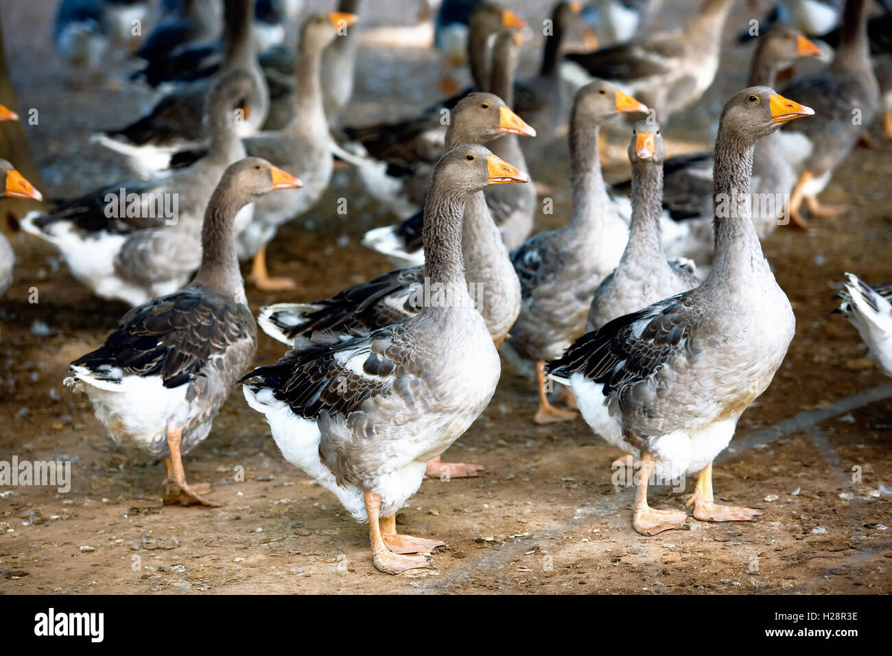 Allevamento oca bianca in Périgord, Francia Foto Stock