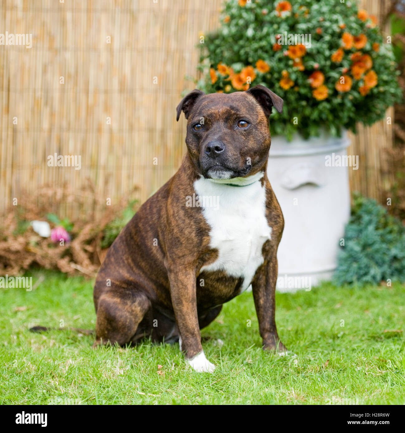 Brindle staffordshire terrier immagini e fotografie stock ad alta — free download