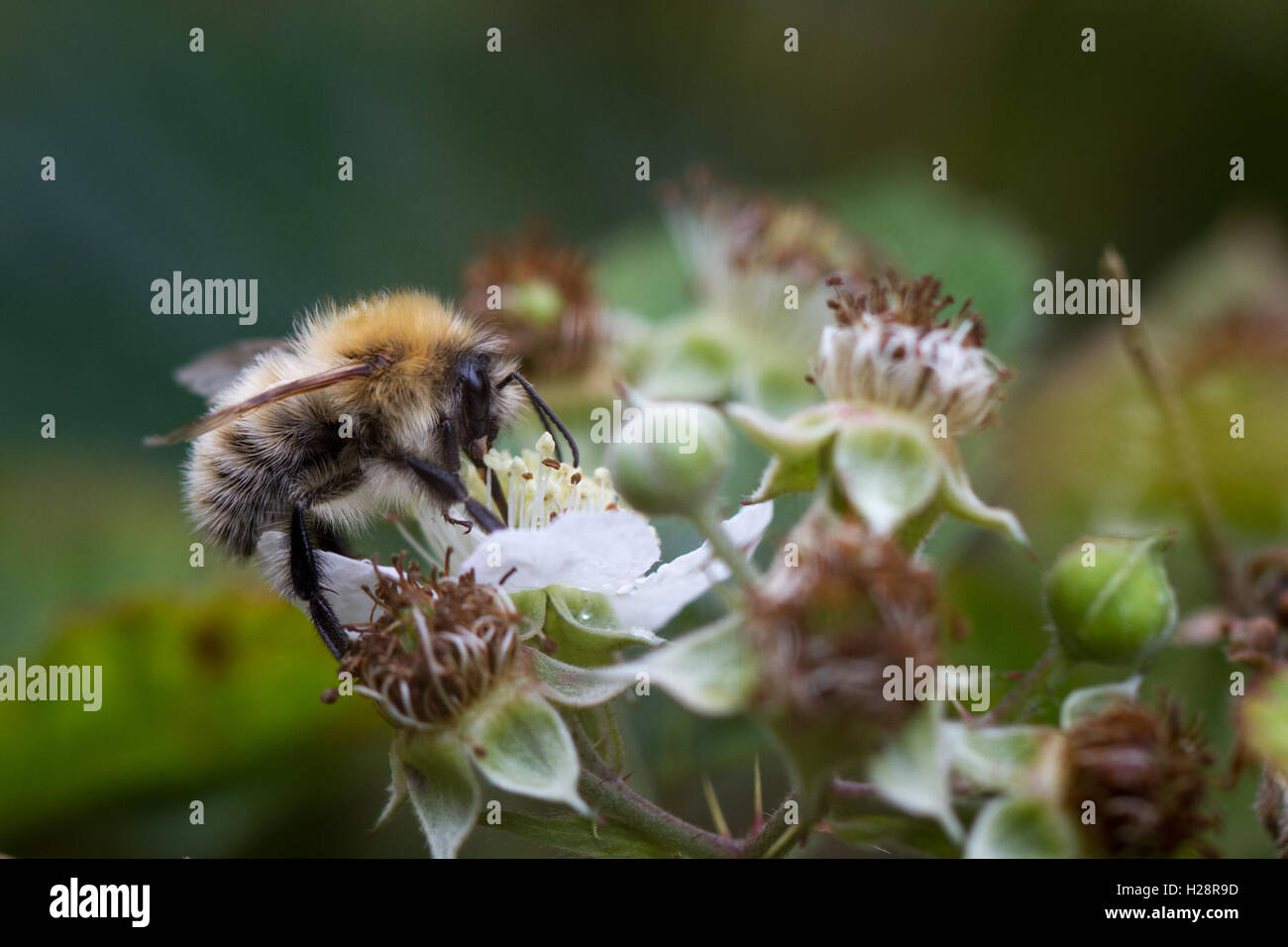 Carda comune bee (Bombus pascuorum) è l'unico comune REGNO UNITO bumblebee che principalmente è marrone o lo zenzero. West Yorkshire, Regno Unito Foto Stock