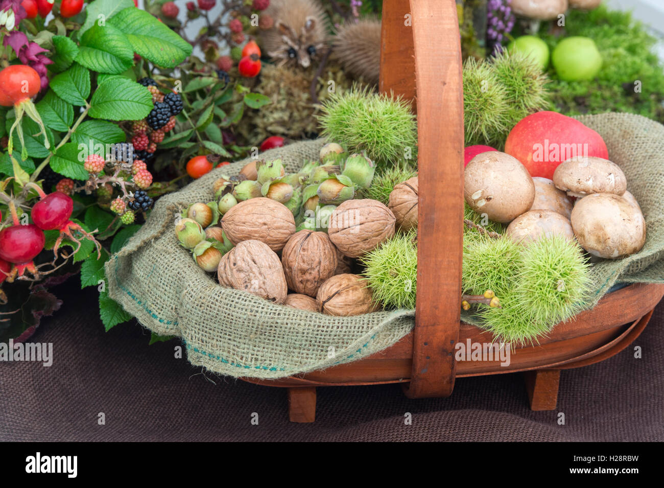 Autunno floreali art. Trug in legno con raccolte di dadi e frutta. Harrogate autunno flower show. Harrogate, North Yorkshire, Inghilterra Foto Stock