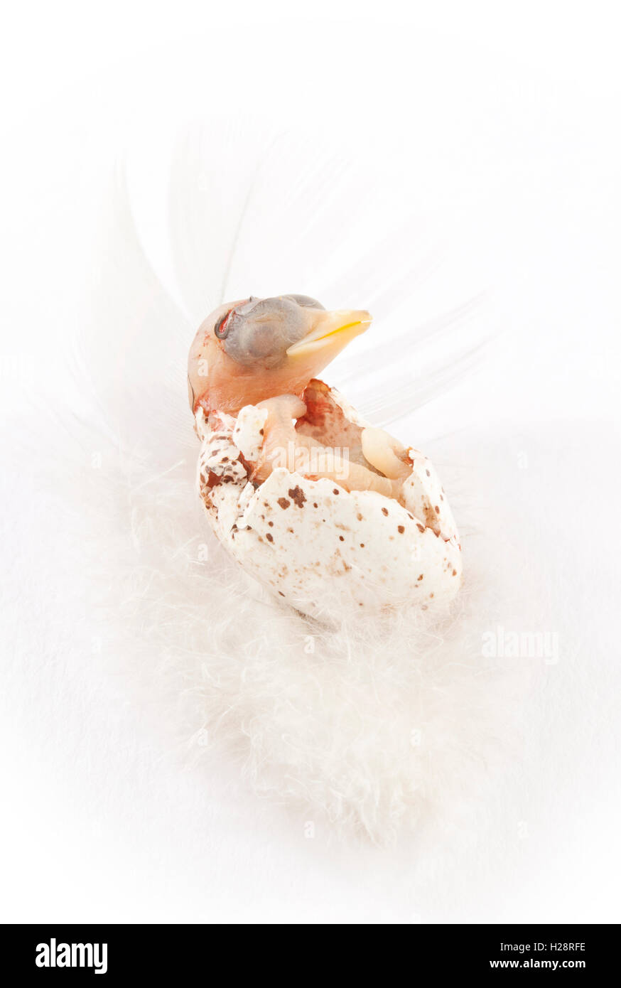 Un giovane Swallow bird emergente da un guscio Foto Stock
