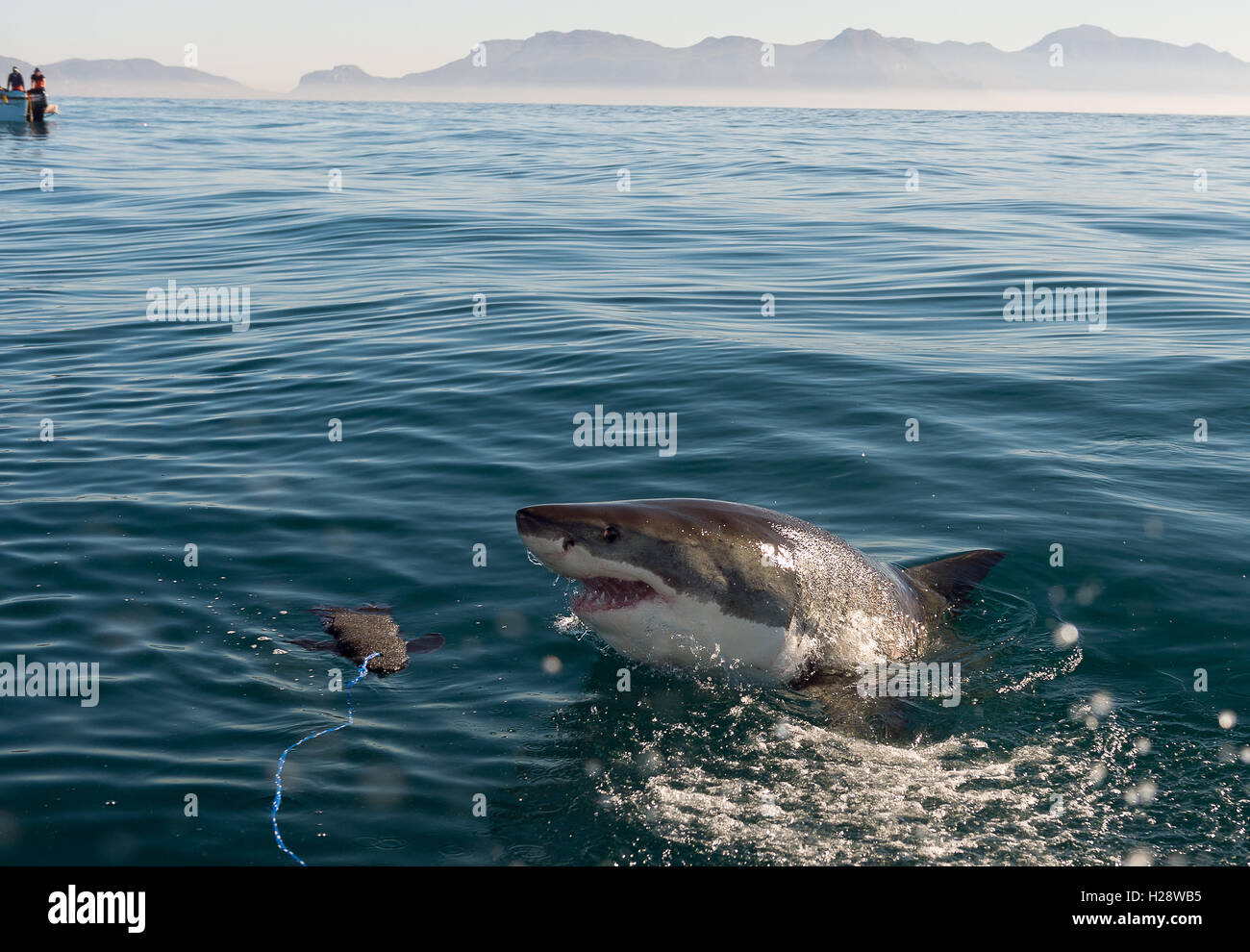 Il grande squalo bianco (Carcharodon carcharias) attacco Foto Stock