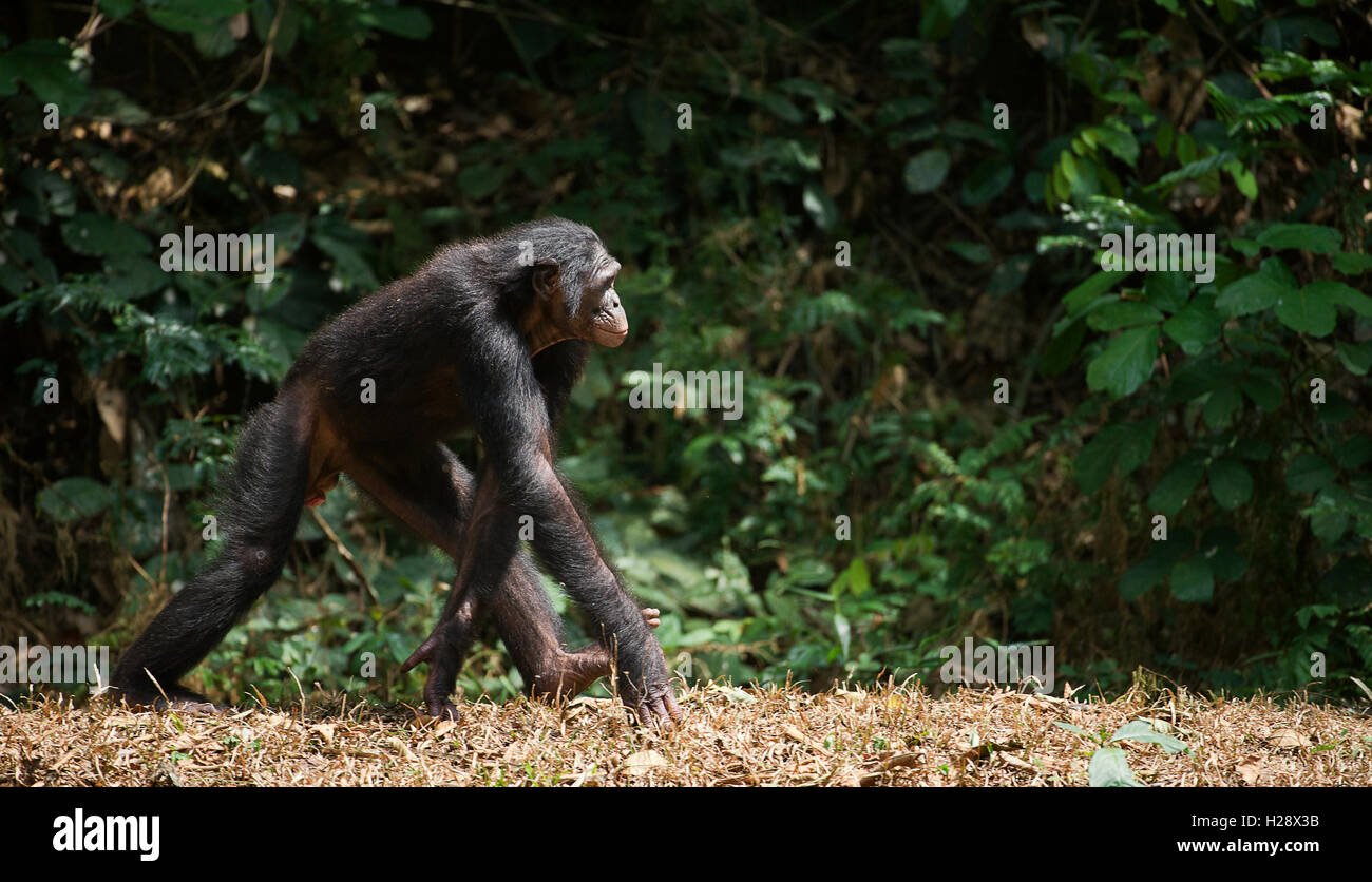 Bonobo ( Pan paniscus) verticale. Foto Stock