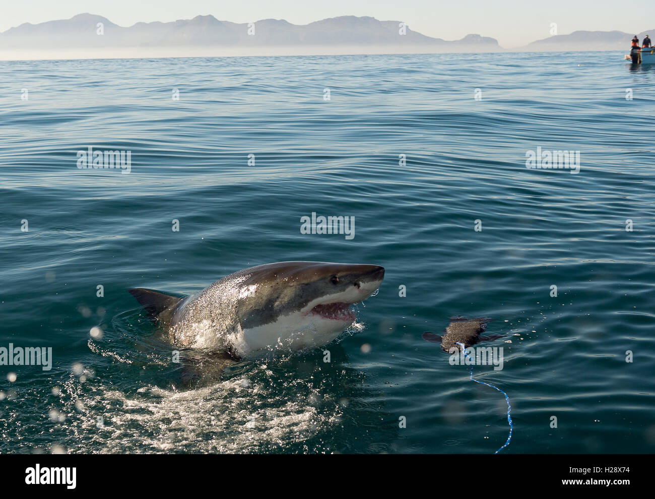 Il grande squalo bianco (Carcharodon carcharias) attacco Foto Stock