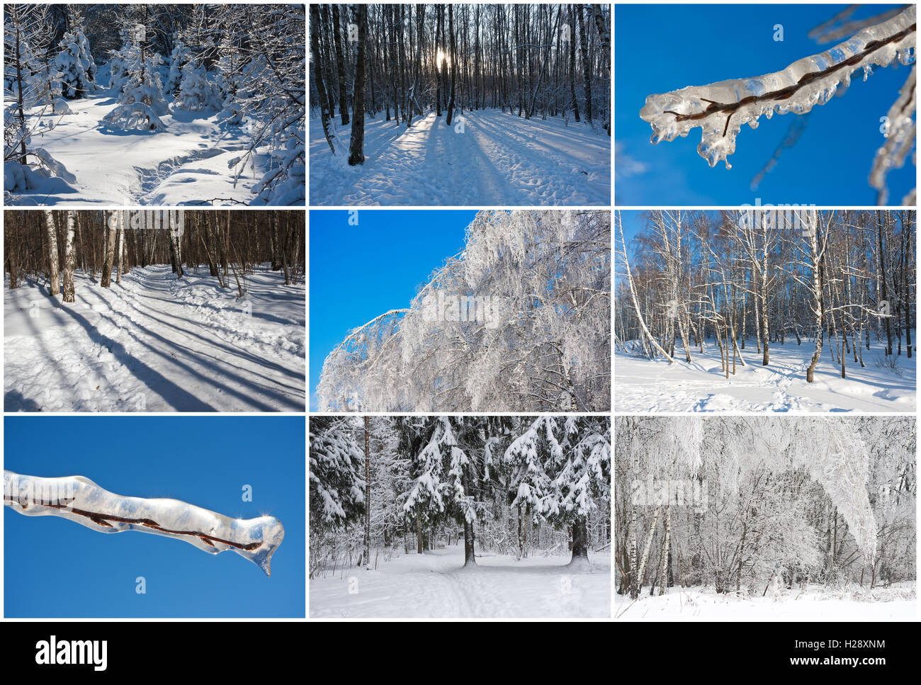 Foresta di inverno Foto Stock