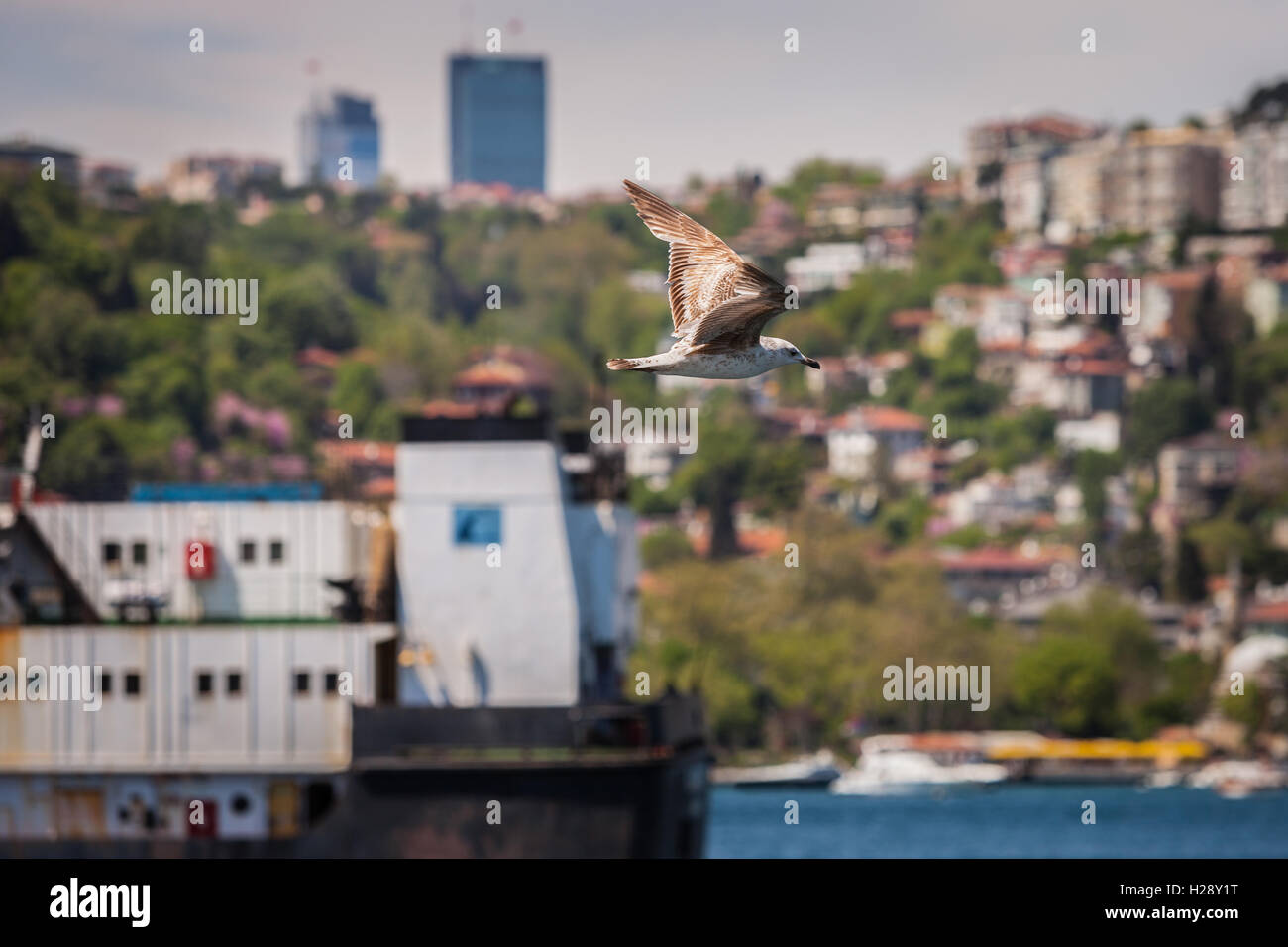 Gull sopra il Bosforo Foto Stock