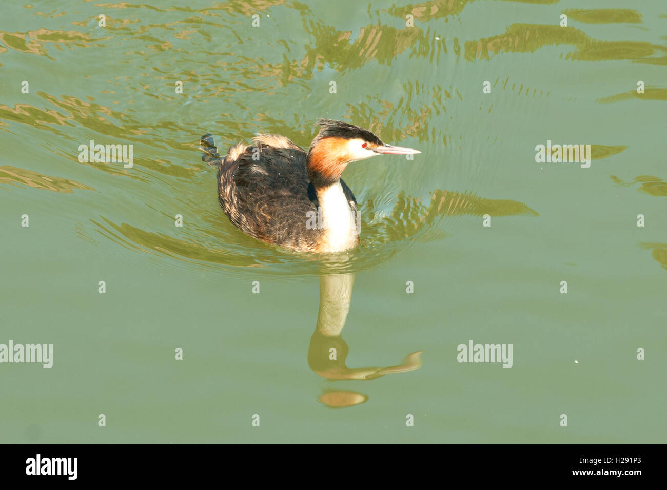 Svasso maggiore, Podiceps cristatus, fiume Pegnitz, Norimberga, Germania Foto Stock