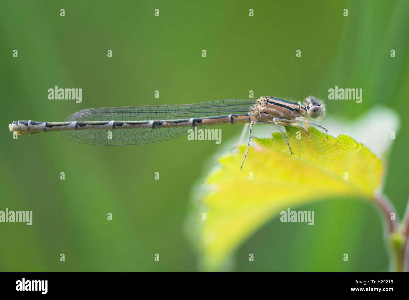 Comune damselfly blu comuni anche bluet o northern bluet (Enallagma cyathigerum), femmina, Emsland, Bassa Sassonia, Germania Foto Stock