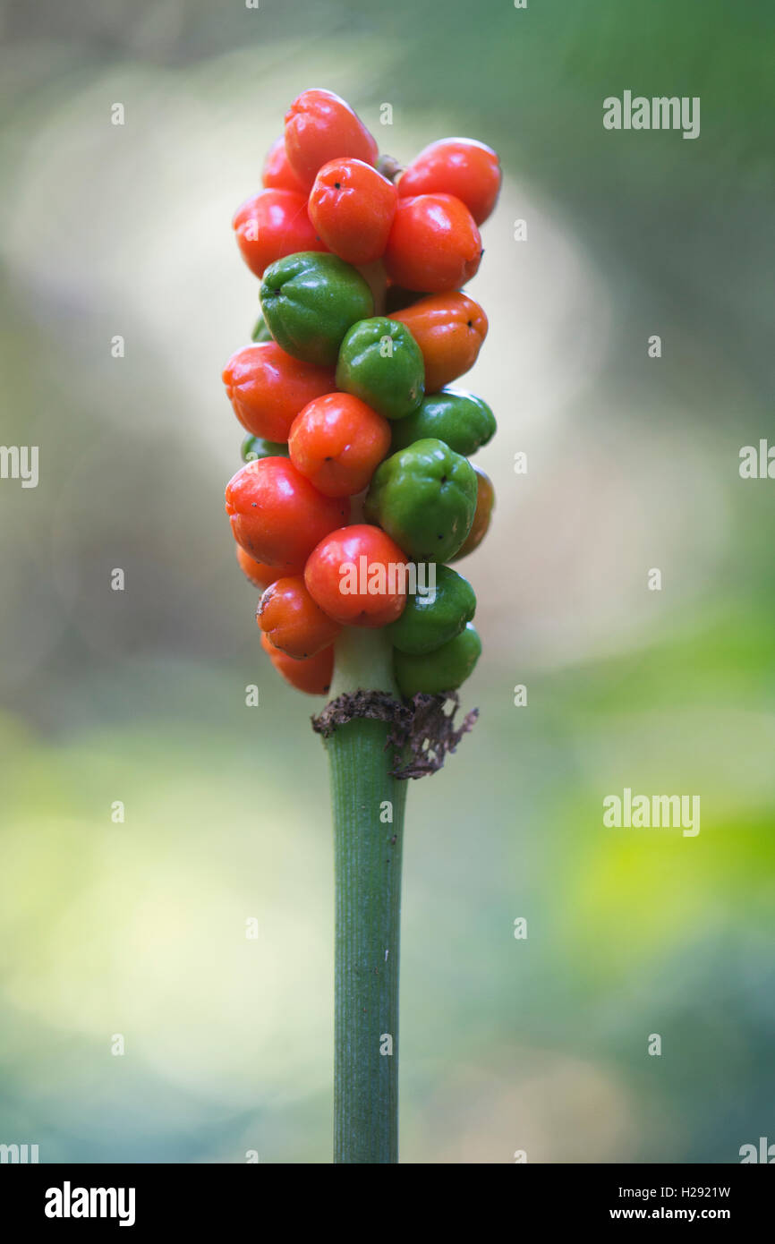 Snakeshead (Arum maculatum), il rosso e il verde di frutta, Emsland, Bassa Sassonia, Germania Foto Stock