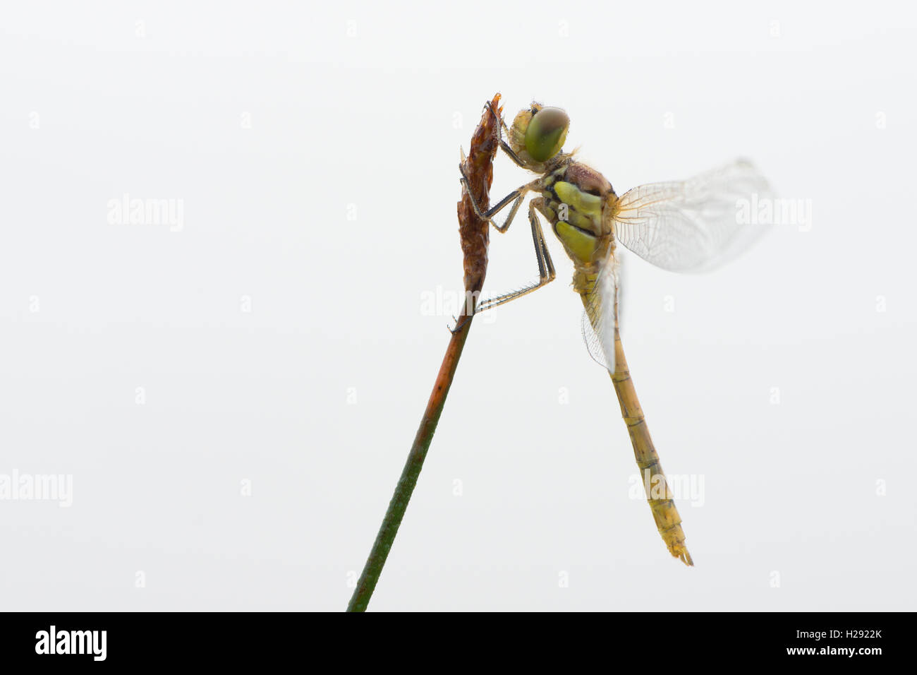 Appena schiuse vagrant darter (Sympetrum vulgatum) contro uno sfondo bianco, Emsland, Bassa Sassonia, Germania Foto Stock