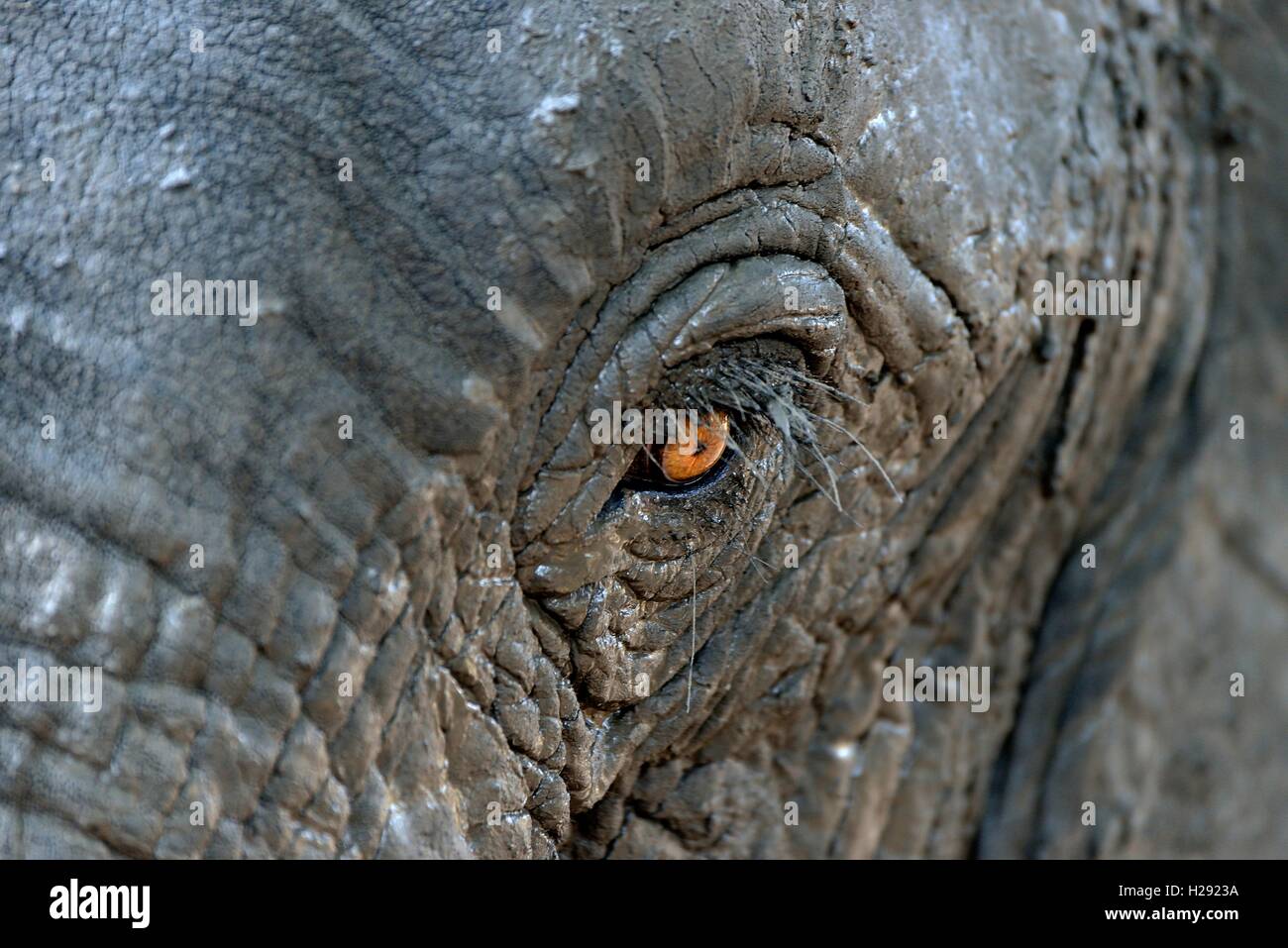 Bush africano Elefante (Loxodohnta africana), occhio, il Parco Nazionale di Mana Pools, Mashonaland West, Zimbabwe Foto Stock