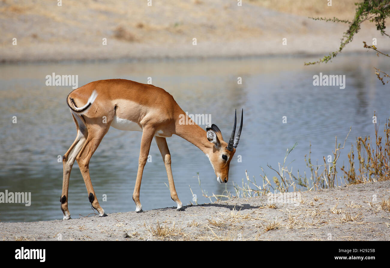 Impala (Aepyceros melampus), maschio dal fiume, Parco Nazionale di Tarangire e, Tanzania Foto Stock