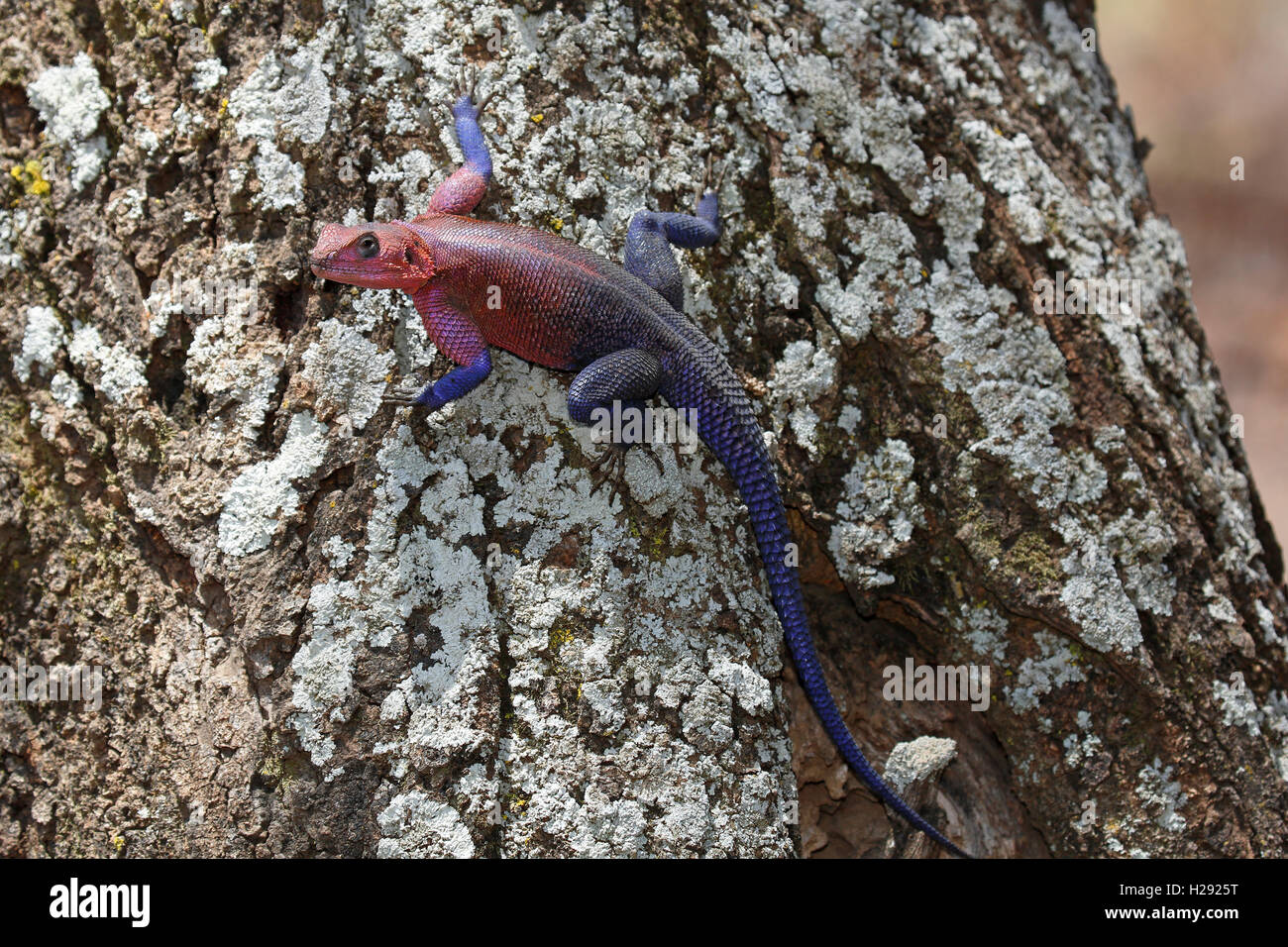 Mwanza a testa piatta rock AGAMA SA (AGAMA mwanzae) salendo tronco di albero, maschio, Serengeti National Park, Tanzania Foto Stock