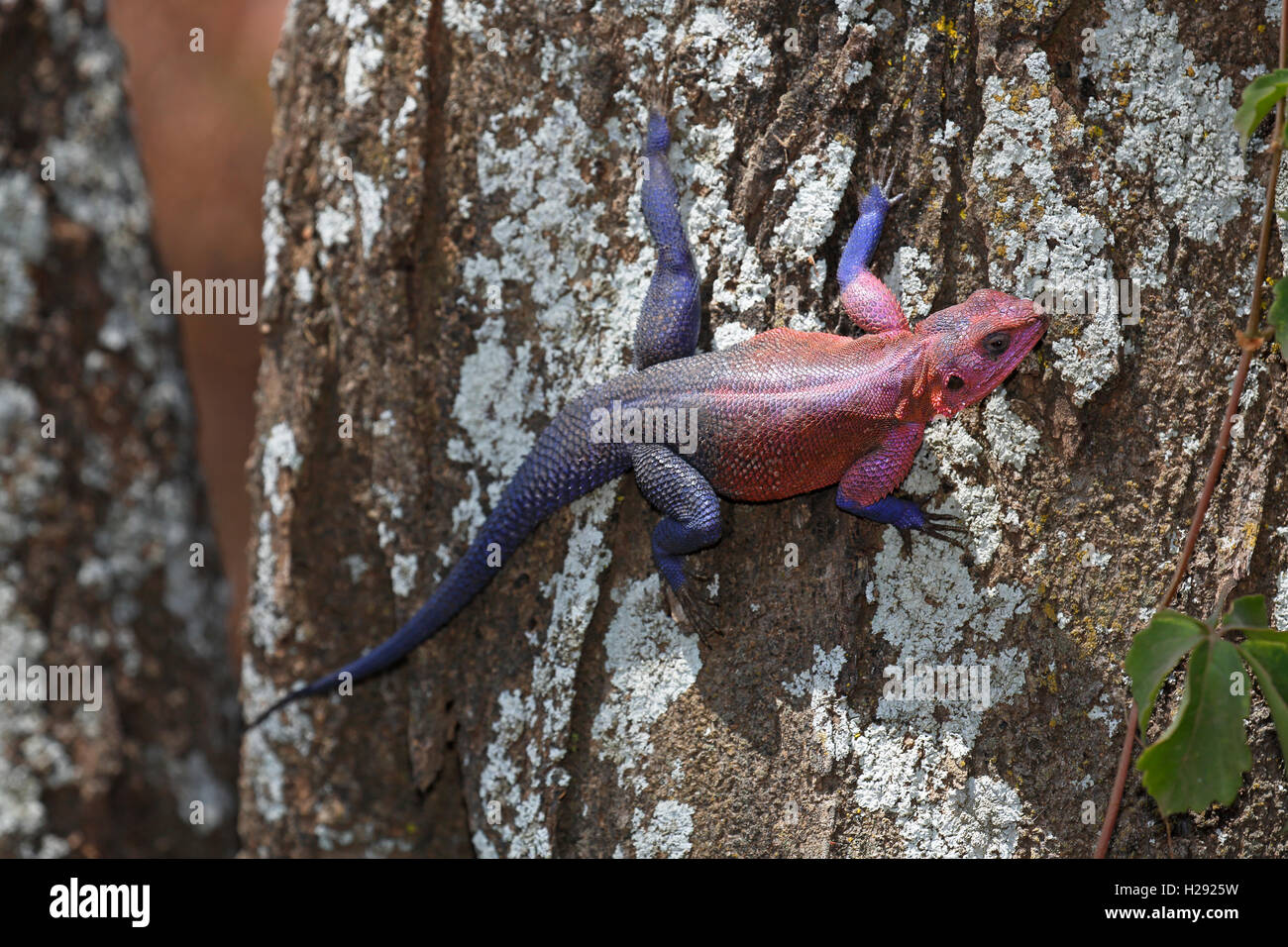 Mwanza a testa piatta rock AGAMA SA (AGAMA mwanzae) salendo tronco di albero, maschio, Serengeti National Park, Tanzania Foto Stock