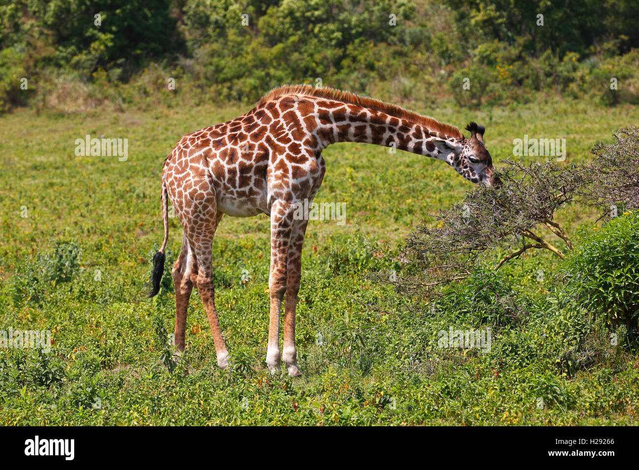 Maasai giraffe (Giraffa camelopardalis) alimentazione, Parco Nazionale di Arusha, Tanzania Foto Stock