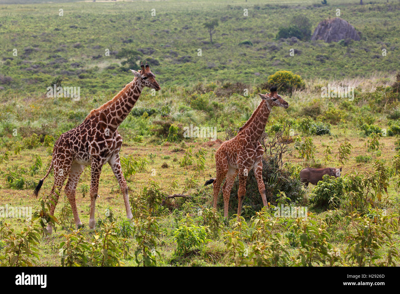 Maasai giraffe (Giraffa camelopardalis), il Parco Nazionale di Arusha, Tanzania Foto Stock