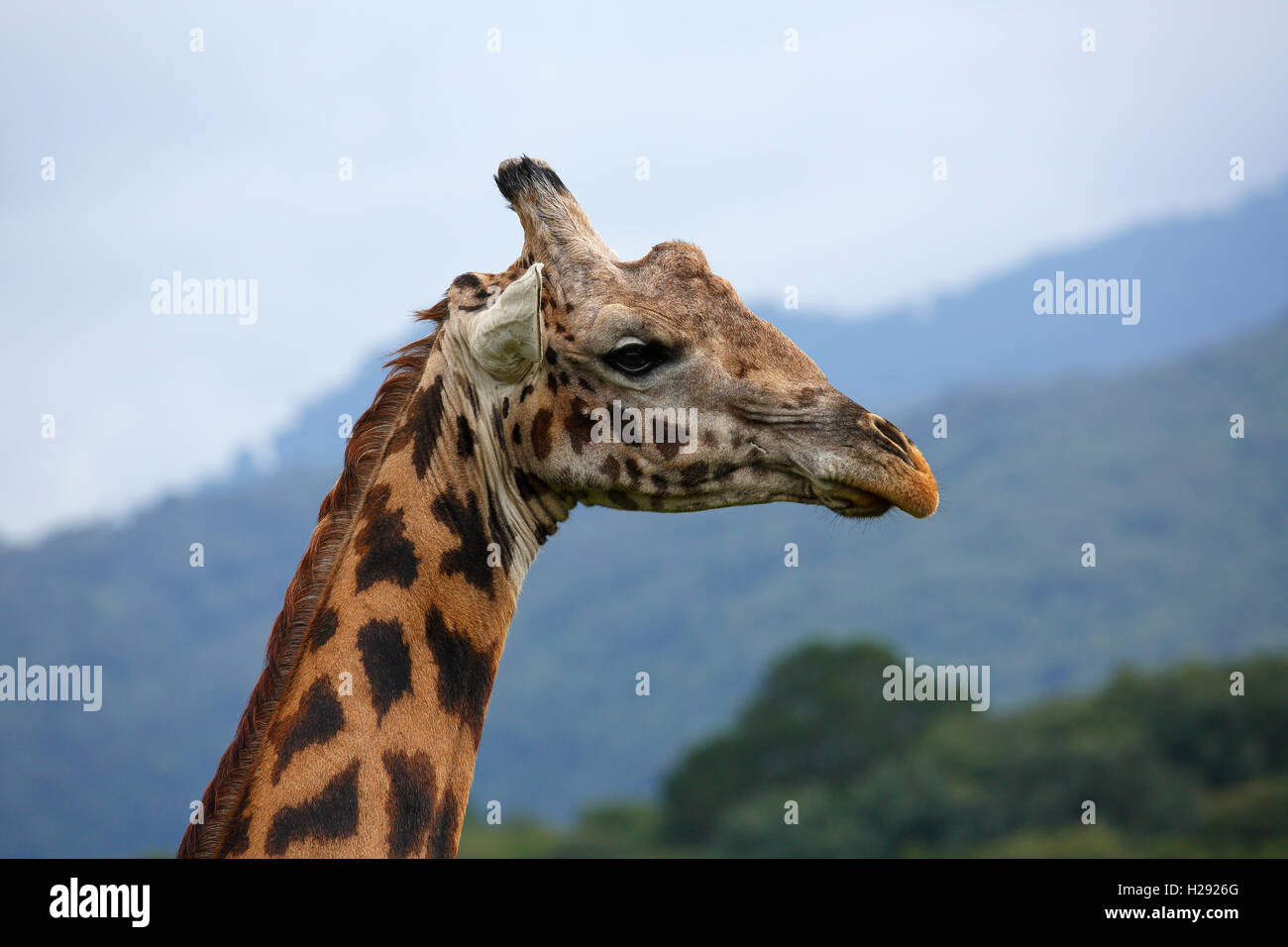 Maasai giraffe (Giraffa camelopardalis), ritratto, Parco Nazionale di Arusha, Tanzania Foto Stock