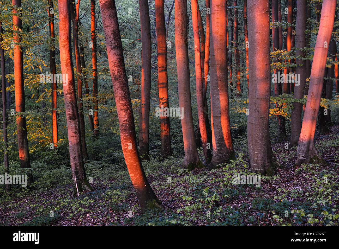 Illuminata tronchi di alberi nella foresta di faggio, Europeo faggio (Fagus sylvatica), la luce del mattino, la molla Jasmund National Park, Rügen Foto Stock