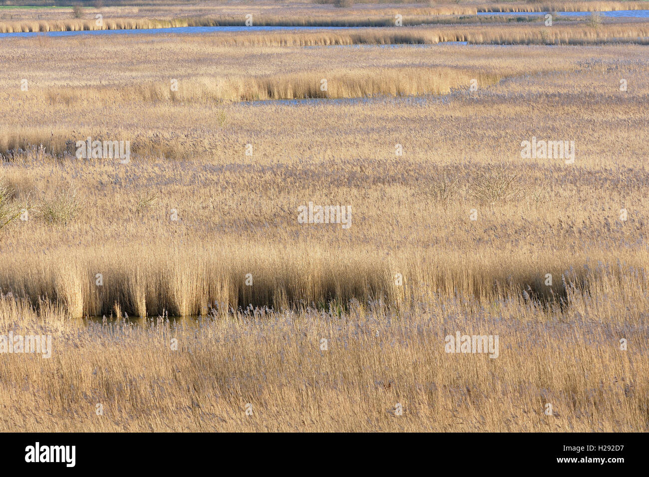 Ance comune (Phragmites australis), Kleipütten von Hauen riserva naturale, Greetsiel, Mare del Nord, Bassa Sassonia, Germania Foto Stock