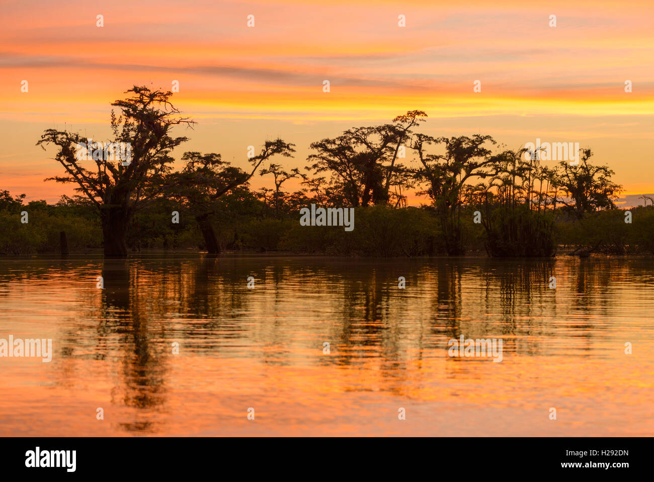 Sunset, alberi (Macrolobium acaciifolium) riflesso in Laguna Grande, Cuyabeno National Park, Amazzonia, Sucumbíos, Ecuador Foto Stock