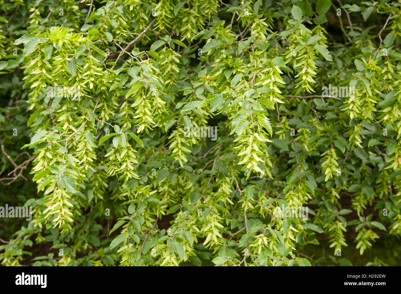 Il carpino a caducifoglie boschi di latifoglie nativo per il sud del Regno Unito verde frutti alati samaras Foto Stock
