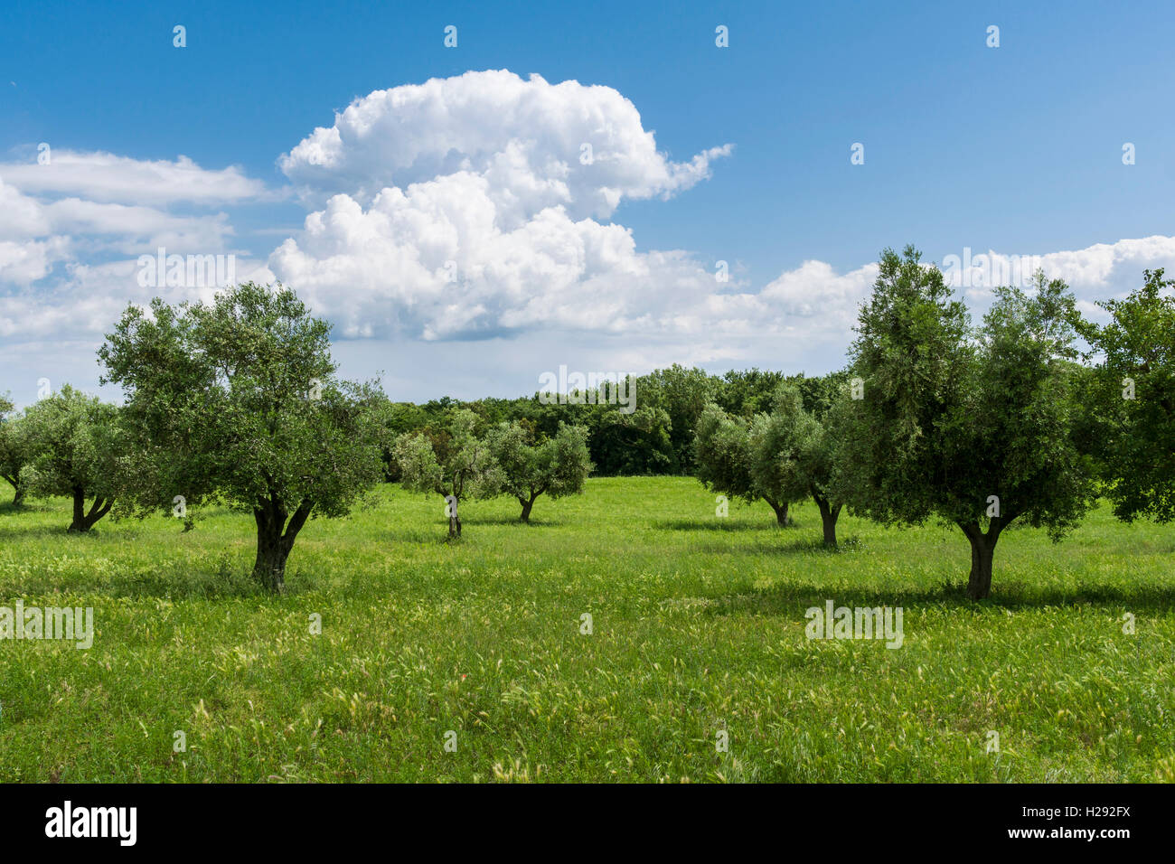 Oliveto, alberi e il blu cielo nuvoloso, Cassare, Toscana, Italia Foto Stock